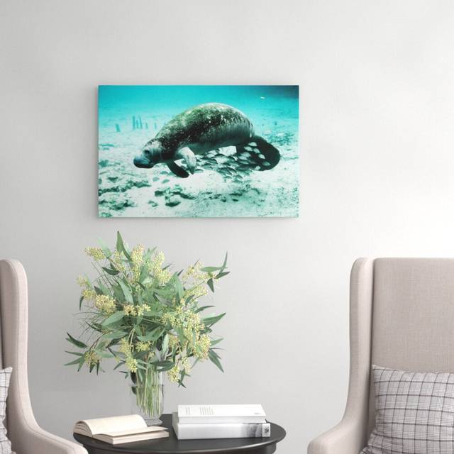 Manatee Photographic Print on Canvas (50cm H x 76cm W)