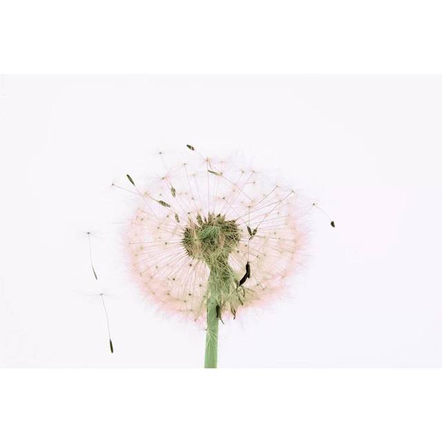 Close-up Dandelion Seeds by Panoramic Images - Wrapped Canvas Photograph (30.48cm H x 45.72cm W x 1.91cm D)