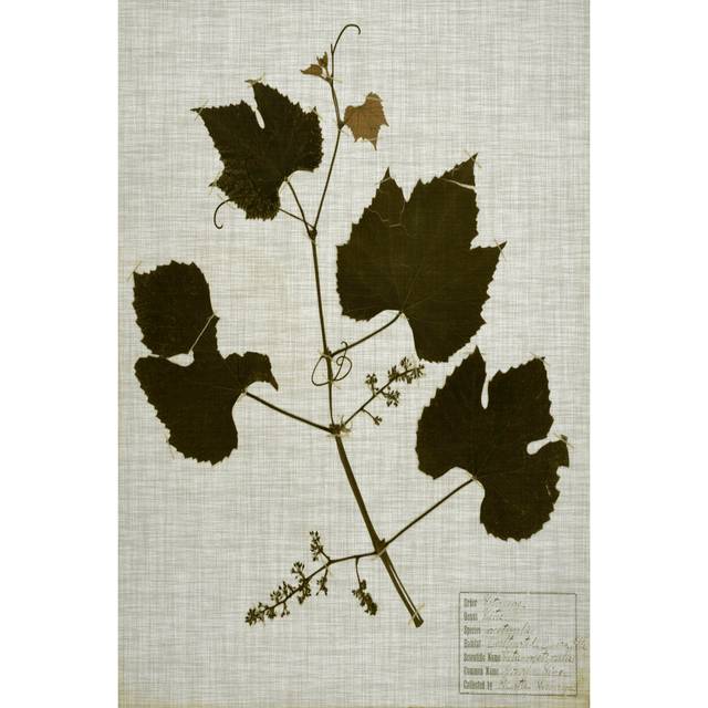 Pressed Leaves on Linen III - Wrapped Canvas Graphic Art (122cm H x 81cm W x 3.8cm D)
