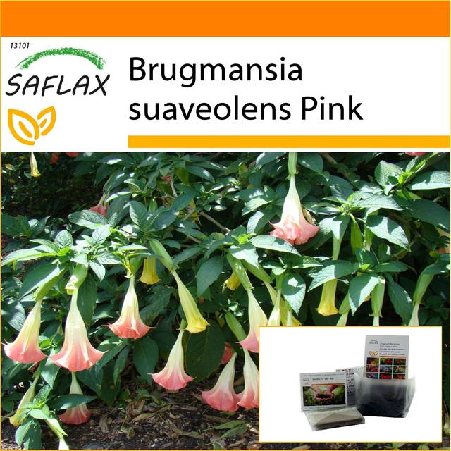 SAFLAX - Garden in the Bag - Angel's Trumpet Pink - 10 seeds - With substrate in a fitting stand up bag - Brugmansia suaveolens Pink