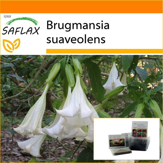 SAFLAX - Garden in the Bag - Angel's Trumpet White - 10 seeds - With substrate in a fitting stand up bag - Brugmansia suaveolens