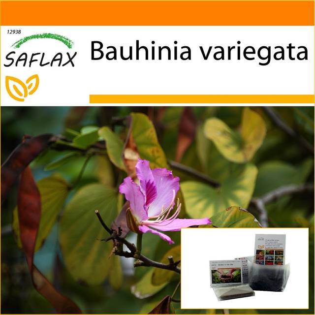 SAFLAX - Garden in the Bag - Camel Foot Tree - 8 seeds - With substrate in a fitting stand up bag - Bauhinia variegata