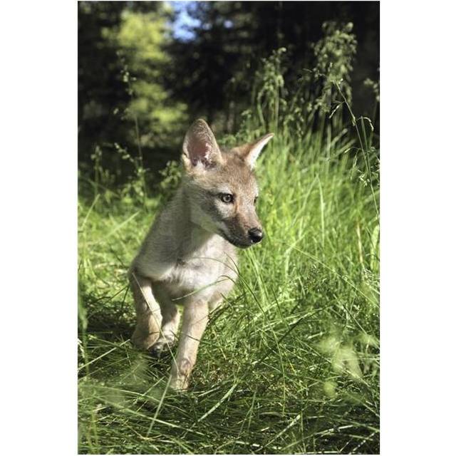 Captive Coyote Canis Latrans Pup Running In The Grass - Kalispell, Montana, USA Poster Print, 26 x 40 - Large