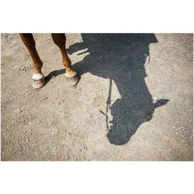 Horse Legs & Shadow of Horse Head - Hampstead Maryland United States of America Poster Print - 38 x 24 in. - Large