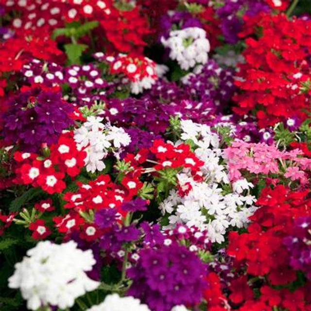 YouGarden Verbena Quartz Mix Garden Ready Plant 20 Pack - Multi