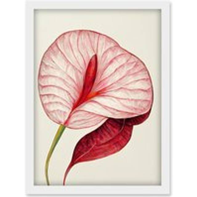 Single Red Laceleaf Flower Illustration Anthurium Artwork Framed Wall Art Print A4 - White - One Size