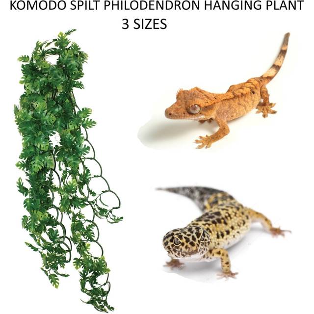 (30cm) Komodo Split Philodendron Plant