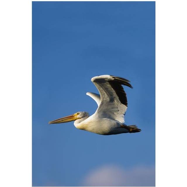 Flying Pelican Poster Print by Richard Wear, 11 x 17