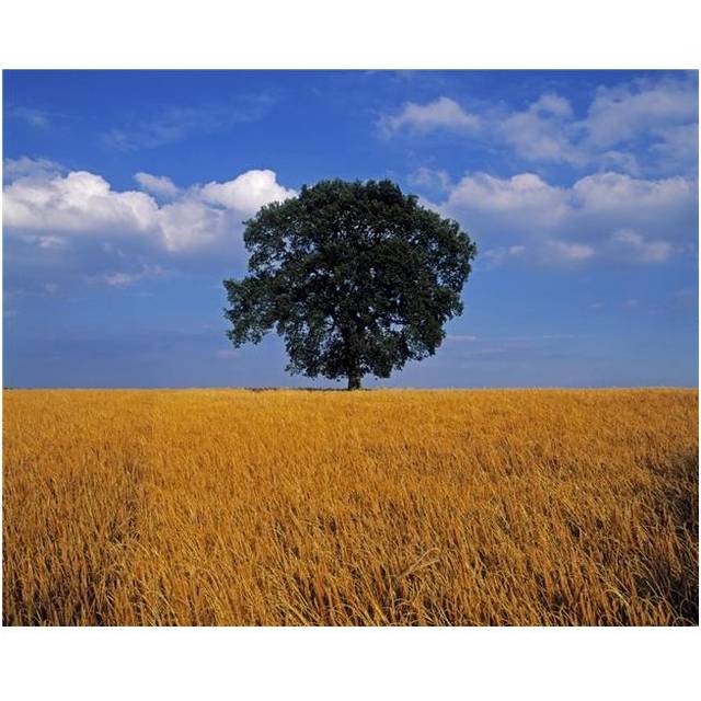 Oak Tree in a Barley Field Ireland Poster Print by The Irish Image Collection, 30 x 24 - Large