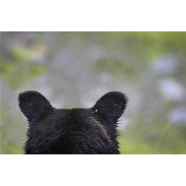 The Back of A Grizzly Bear Ursus Arctos Horribilis Head - Hyder, Alaska, USA Poster Print, 34 x 22 - Large