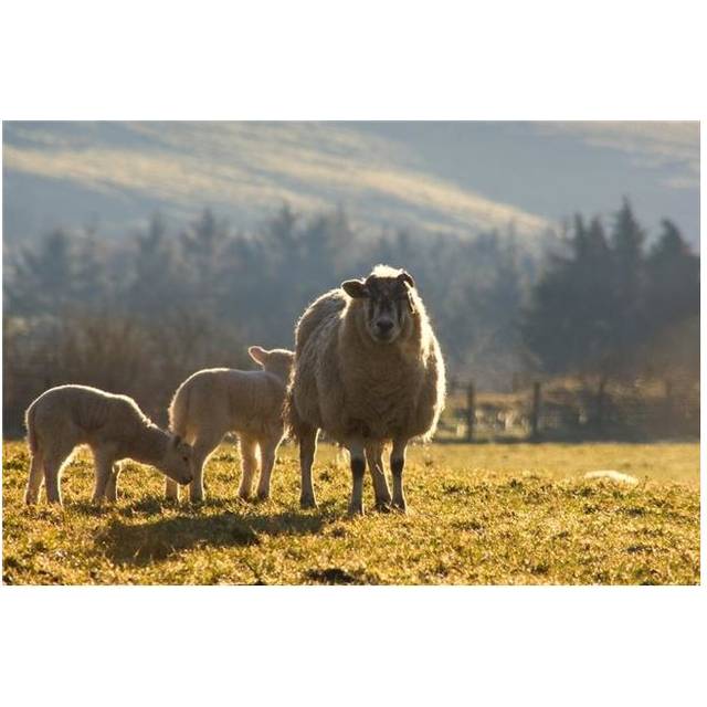 Sheep in Pasture Poster Print by John Short, 34 x 22 - Large