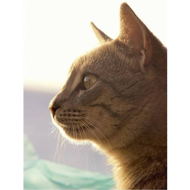 A Cat Watching Poster Print, Large - 22 x 34