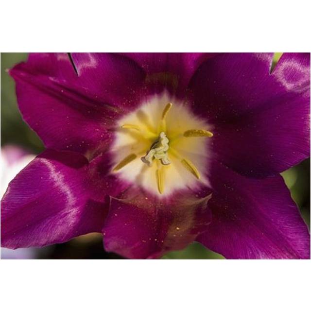 Red Tulip Andre Rieu Tulipa New York Botanical Garden - New York City United States of America Poster Print by F. M. Kearney, 19 x 12