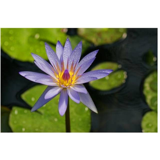 Purple Water Lily Poster Print by Christine Mariner, 34 x 22 - Large