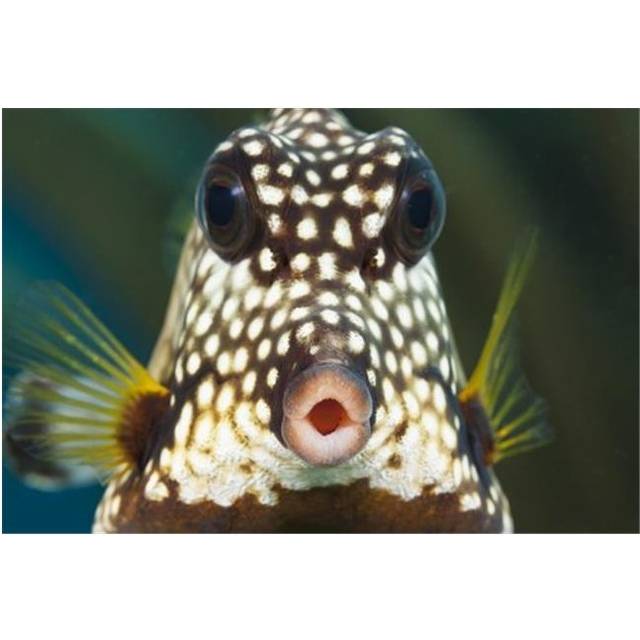 The Smooth Trunkfish Lactophrys Triqueter is Common On Caribbean Reefs - Bonaire Poster Print by Dave Fleetham, 34 x 22 - Large