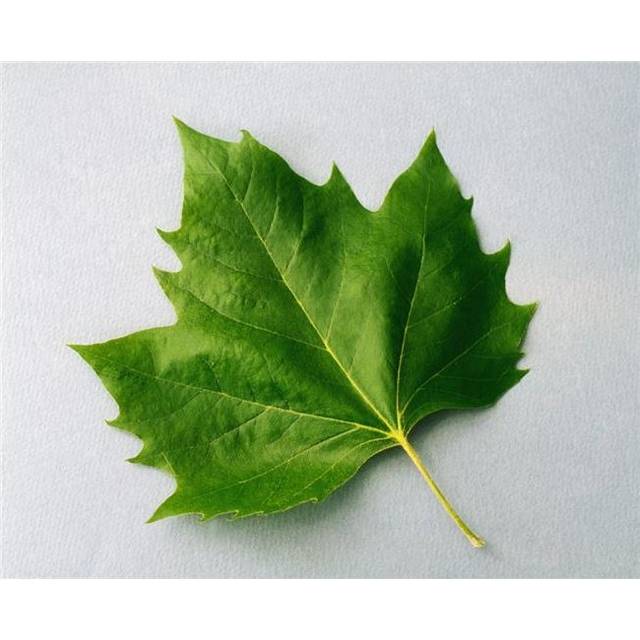 Maple Leaf Poster Print by The Irish Image Collection, 17 x 13