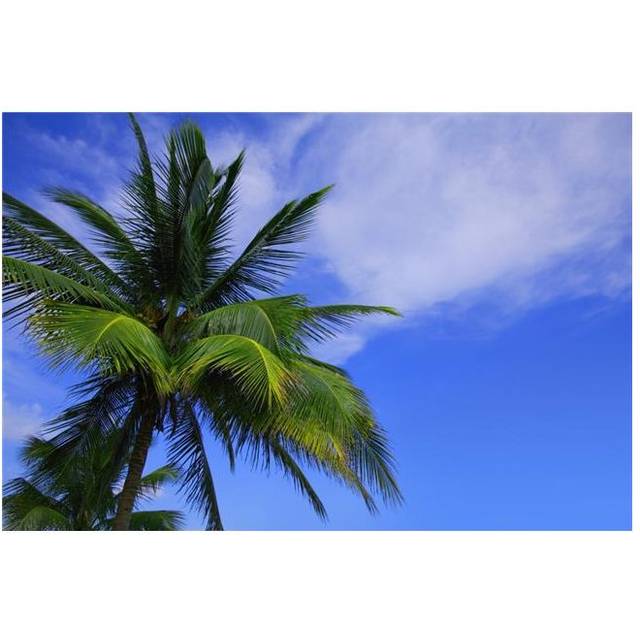 Palm Tree Against Perfect Sky Poster Print by Don Hammond, 34 x 22 - Large