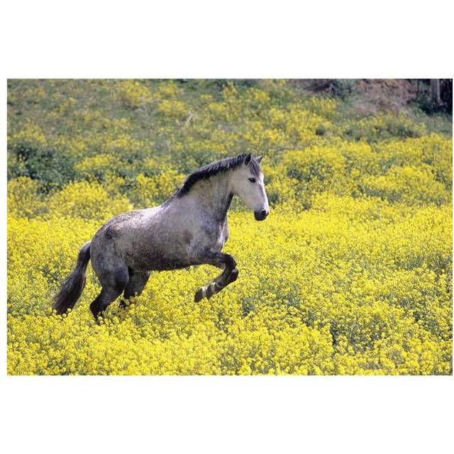 Andalucian Horse Poster Print by Michael Thornton, 34 x 22 - Large