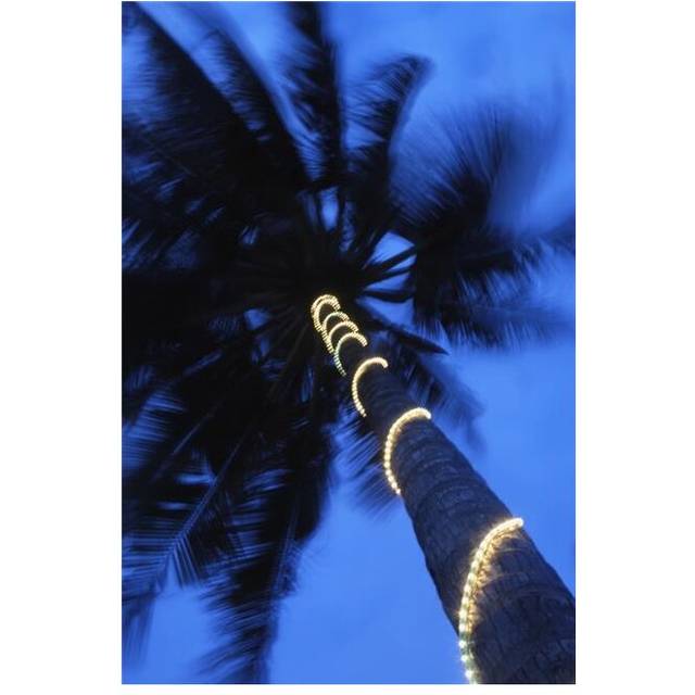 Posterazzi DPI1886307 Palm Tree with Fairy Lights Blurred Motion Poster Print, 12 x 19