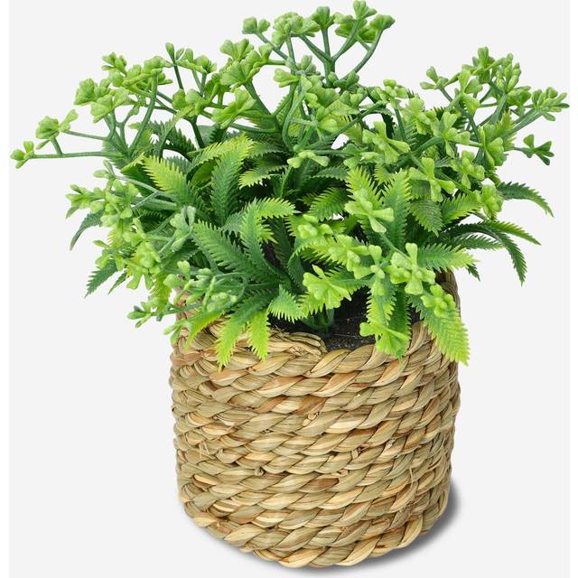 Decorative plant