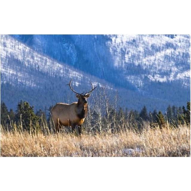 Elk in Forest Banff National Park Alberta Canada Poster Print by Philippe Widling, 34 x 22 - Large