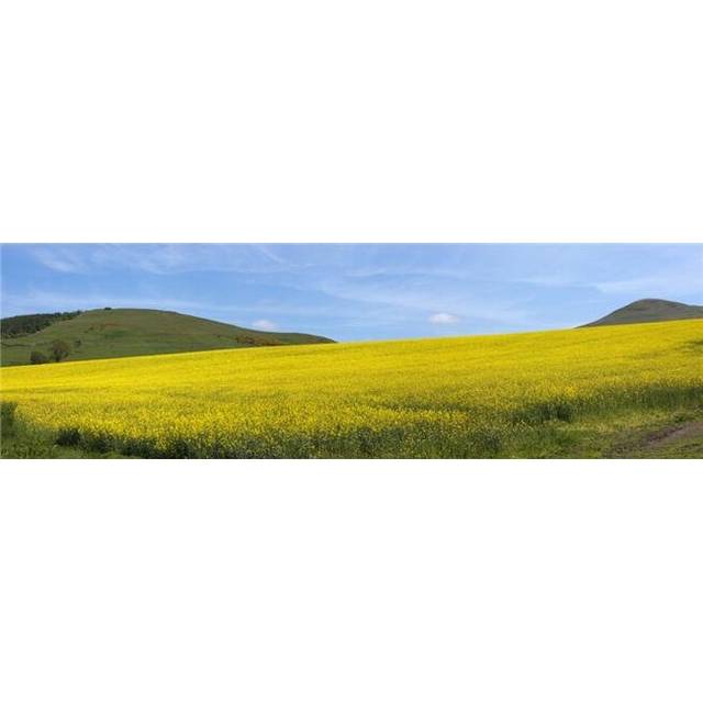A Field of Yellow Flowers - St. Abbs Head, Northumberland, England Poster Print, 44 x 14 - Large