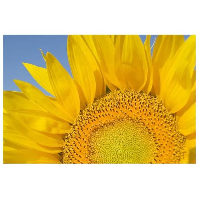Sunflower Helianthus Annuus Poster Print, 18 x 12