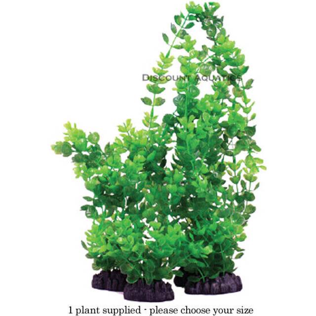 Hugo Rotala Indica Green 13cm Decor Options: 9cm