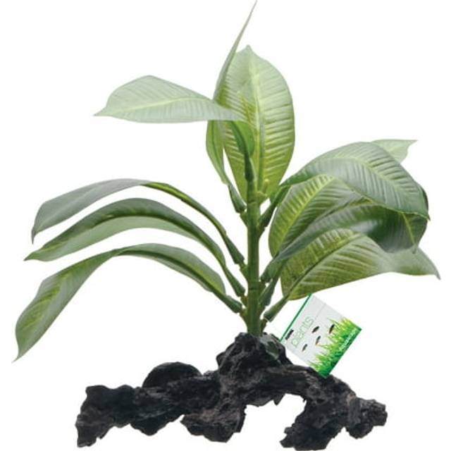 Fluval Decorative Stemped Anubias Plant 17cm (7&quot;) on Root