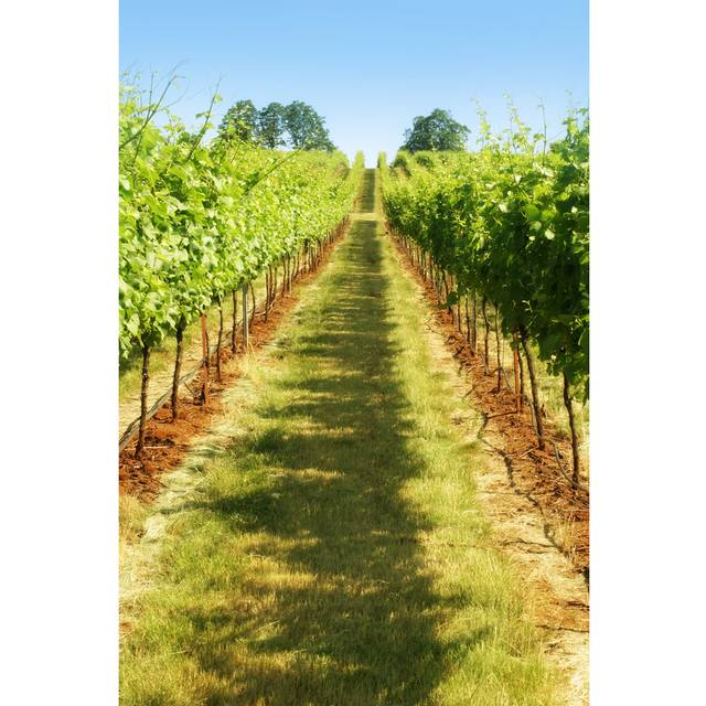 A Row Of Green Grapes In A Vineyard by Donald_gruener - Print (30cm x 20cm W)