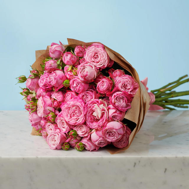 10 Peony Pink Roses