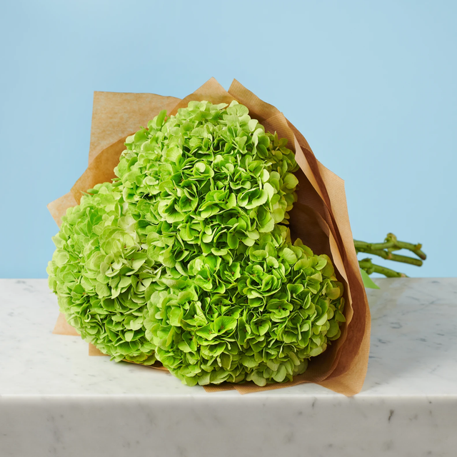 3 Green Hydrangeas