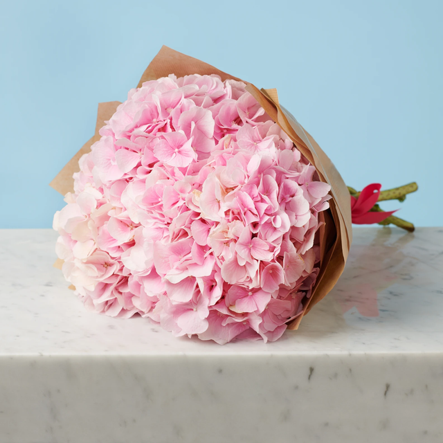 5 Pink Hydrangeas