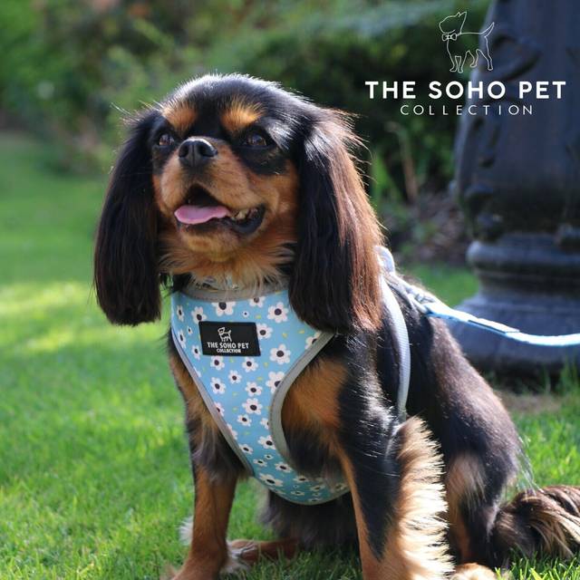 Ancol Polka Dot Patterned Dog Lead Secure Fit Comfortable Padded Grip Sturdy Pet Puppy Leash