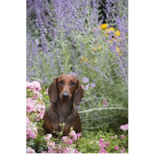 Standard Dachshund in Summer Garden Flowers - Monroe Connecticut United States of America Poster Print - 12 x 19 in.