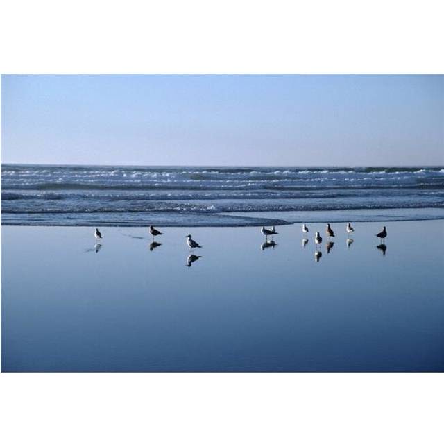 Seagulls Standing on the Shore As the Waves Roll In Poster Print, 36 x 24