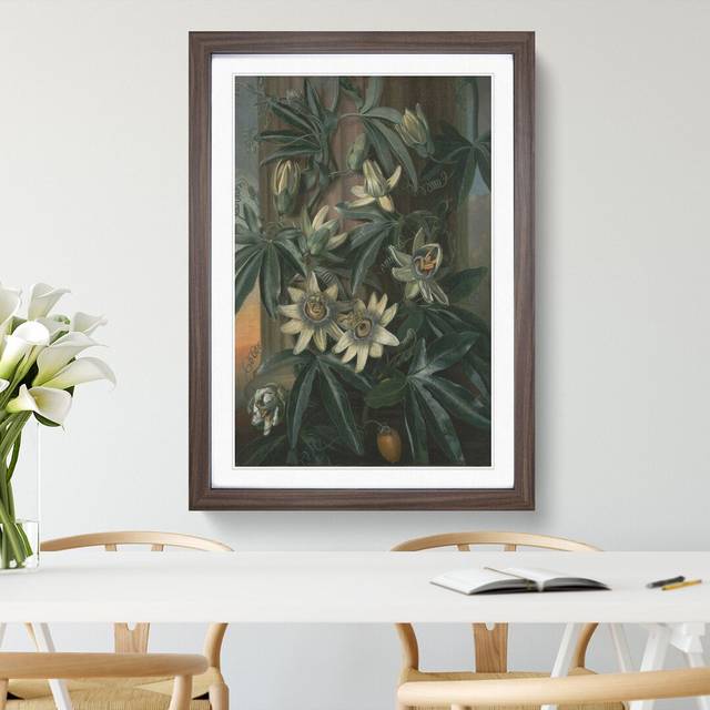 Blue Passion Flower by Philip Reinagle - Picture Frame Painting - Walnut Framed (65cm H x 48cm W x 2cm D)