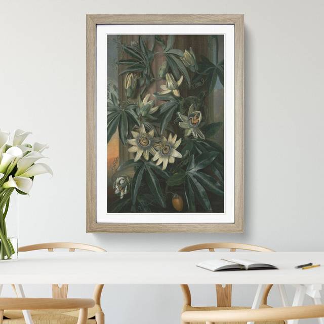 Blue Passion Flower by Philip Reinagle - Picture Frame Painting - Oak Framed (65cm H x 48cm W x 2cm D)