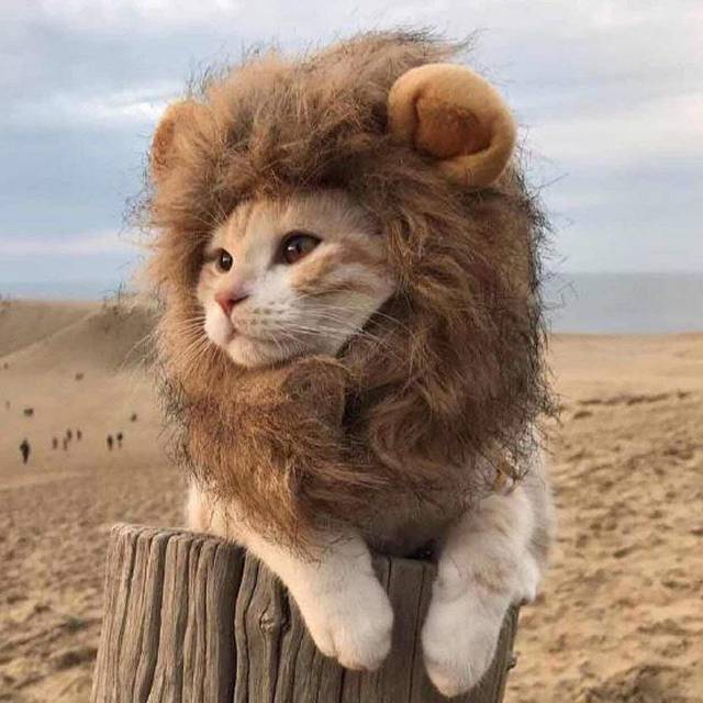 Cat Lion Mane Pet Lion Dräkt Pet Lion Hair Peruk för hundar Katter Husdjur S brun