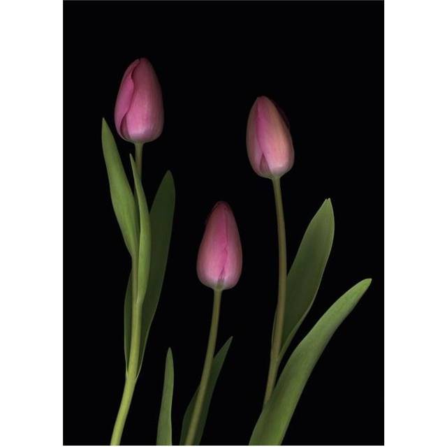 Pink Tulips Poster Print by Deddeda, 24 x 34 - Large