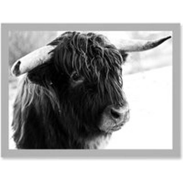 Highland Cow Bull Horns Black White Photo A4 Artwork Framed Wall Art Print - Grey - One Size