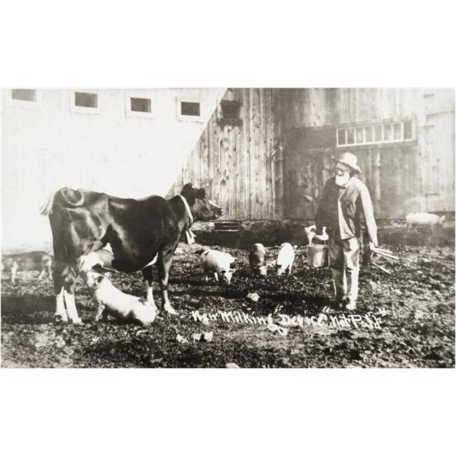 Historic Photograph of Piglet Nursing From Cow From 19th Century Poster Print - 19 x 12 in.