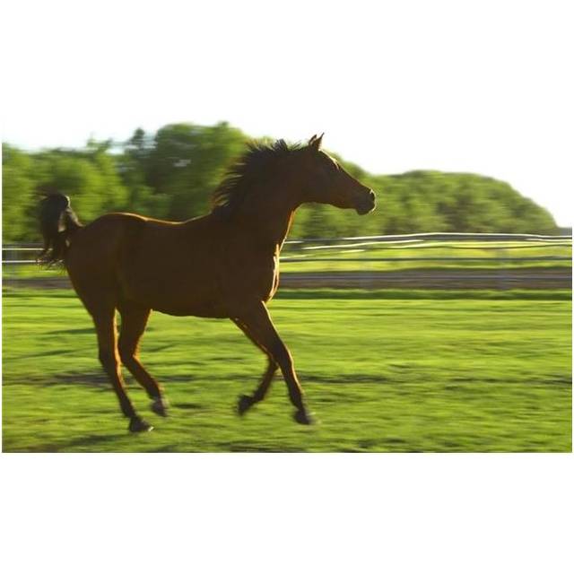 Horse Galloping Poster Print by Colette Scharf, 34 x 22 - Large