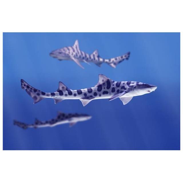 Leopard Sharks Triakis Semifasciata Poster Print by Don Hammond, 17 x 11