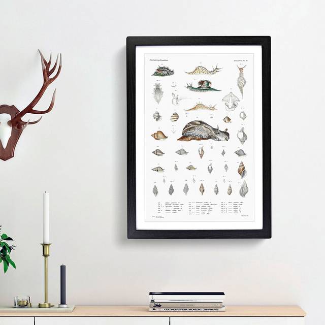 Snail Shells & Slugs by A.A. Gould - Picture Frame Art Prints - Black Framed (48cm H x 36cm W x 2cm D)