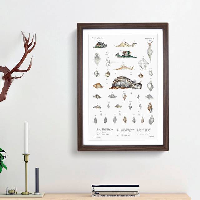 Snail Shells & Slugs by A.A. Gould - Picture Frame Art Prints - Walnut Framed (48cm H x 36cm W x 2cm D)
