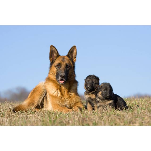 German Shepherd Dog by Janpla01 - Wrapped Canvas Photograph (20cm H x 30cm W)
