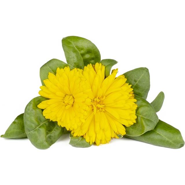 Click and Grow Smart Garden Refill 3-pack - Ringblomma