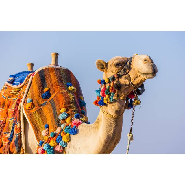 African Camel - Wrapped Canvas Photograph (30cm H x 46cm W x 3.8cm D)