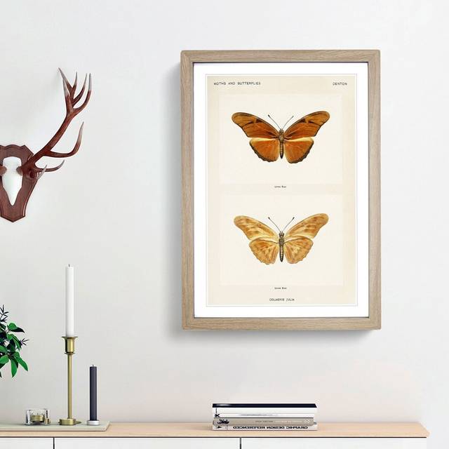 Julia Butterfly by S.F. Denton - Picture Frame Graphic Art Print - Oak Framed (65cm H x 48cm W x 2cm D)